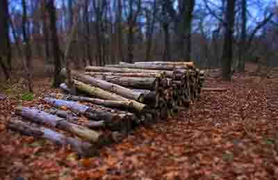 林业生产与生态环境建设对策